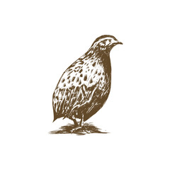 QUAIL LOGO ILLUSTRATION
