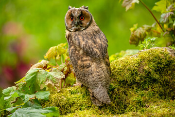 Long eared owl, juvenile.  Scientific name: Asio otus.  Close-up of a young, long eared owl with bright orange eyes, perched on a mossy green log in natural woodland habitat.  Horizontal.  Copyspace