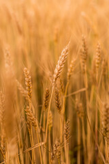 Wheat field . Golden spikelets of wheat closeup. Harvest concept.