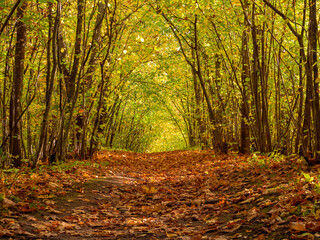 Footpath in the autumnal misty forest with high trees. Mysterious pathway. Arch through autumnal forest with yellow leaves