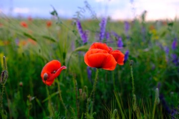 Close up : one red poppy flower grows in the field