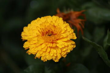 calendula officinalis yellow flower with water drops