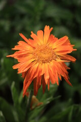 calendula officinalis orange flower with water drops