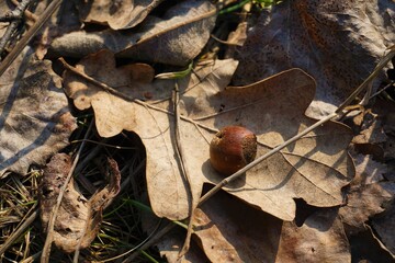 Autumn forest. Hazelnut on a leaf in the forest.