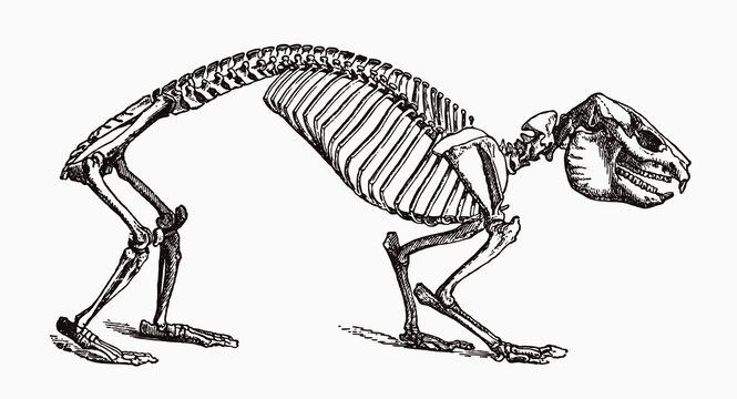 Rock hyrax procavia capensis skeleton in profile view, after antique engraving from the 19th century