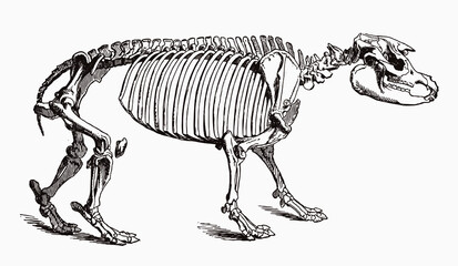 Endangered Malayan tapir acrocodia indica skeleton in profile view, after antique engraving from the 19th century