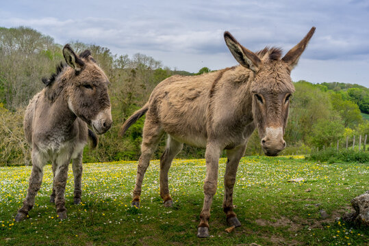Animal ferme cheval 32