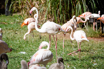 Lindos flamingos na beira do lago.