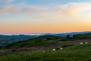 Fototapeta na wymiar Sheep by sunset