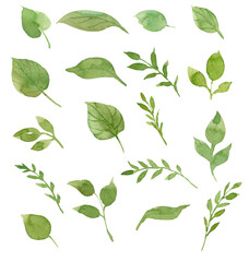 Green leaves illustration. Hand drawn watercolor clipart. Isolated on white