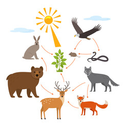 Educational banner for kids about the food chain in the wild. Wildlife food pattern diagram.