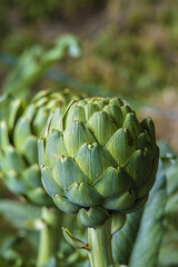 Obraz premium Artichoke Flower Bulb Macro Photo From Front Side