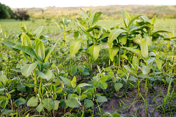 Weed Control in Soybeans. asclepias on the field with young soybeans. Lambsquarters soy sprouts on an unencidesed without herbicidefield. weed cover is present on agricultural fields.
