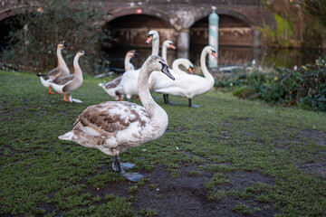 Group of Swans, Taffs Mead Embankment, Cardiff