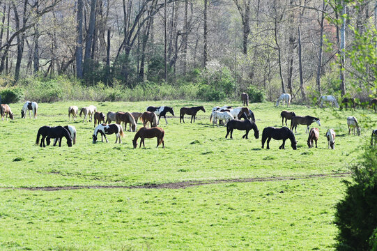 Herd of Horses in Meadow