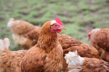 a group of brown domestic chickens is in the pasture