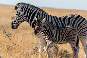 Fototapeta na wymiar zebra mother with calf in sunset light at etosha national park both looking into the camera showing beautiful natural striped pattern