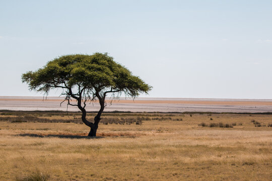 ethosha nationalpark landscape- lone tree at pan's edge 