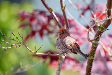 Cute House Finch perched in Japanese Maple tree, BC, Canada
