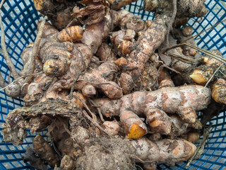 lots of turmeric with selective focus