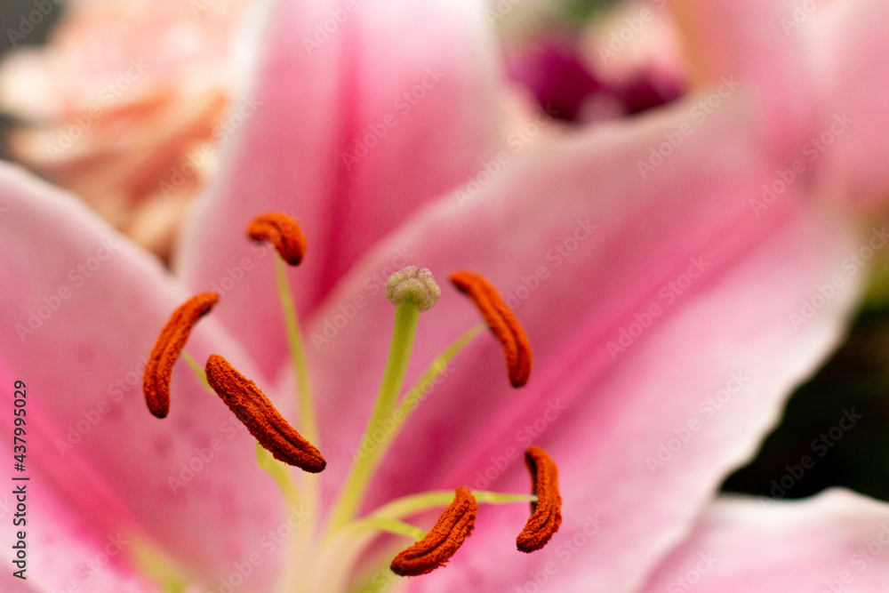 Wall mural Close up of hibiscus flower stigma and anther