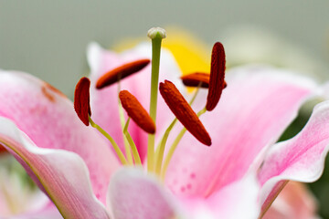 Close up of hibiscus flower stigma and anther
