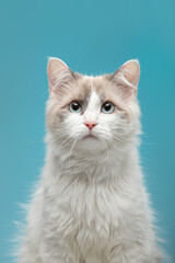 Portrait of a cute and funny young cat on a blue background. Munchkin breed.