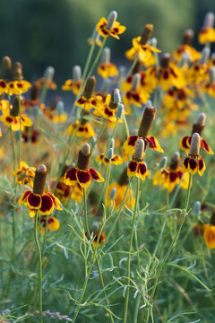 Mexican Hats, wildflowers in a field 
