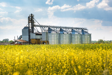 Modern Granary elevator near rapeseed field. Silver silos on agro-processing and manufacturing plant for processing drying cleaning and storage of agricultural products. seed cleaning line - obrazy, fototapety, plakaty