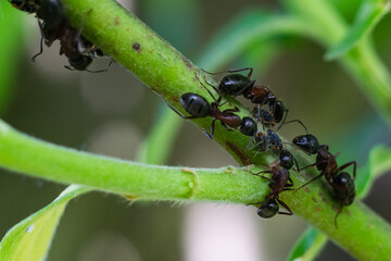 Black ants fighting aphids