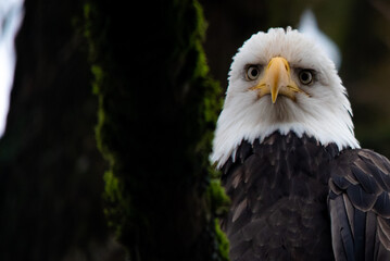 bald eagle portrait