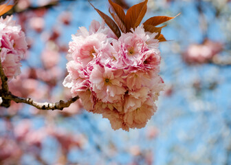 branch of pink flowers blossom in the spring warm evening