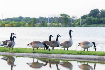Canada Geese at a lake