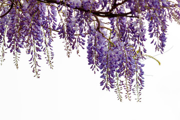 Selective focus of purple flowers Wisteria sinensis or Blue rain, Chinese wisteria is species of flowering plant in the pea family, Its twisting stems and masses of scented flowers in hanging racemes. - obrazy, fototapety, plakaty
