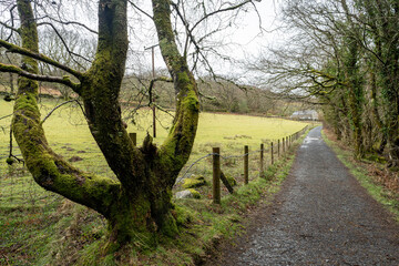Precipice Walk, Dolgellau, Wales