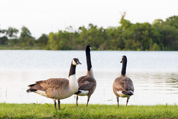 Three Canada Geese at a lake