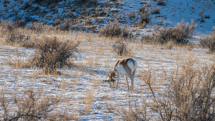 Antelope Yellowstone