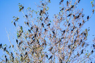 Many black birds standing on the branches of a dry tree