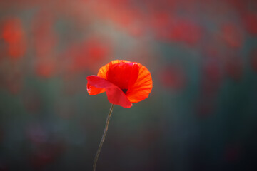 Red poppy close-up in sunlight on a blurry background with space to copy. Summer Background flowers.