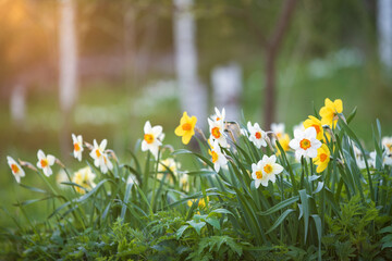 Daffodils in the garden, flowers in springtime