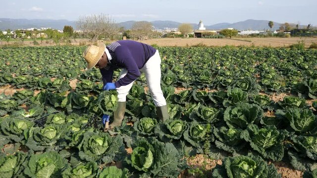 Portrait of confident African American farmer working on vegetable plantation on sunny spring day during seasonal harvest of savoy cabbage