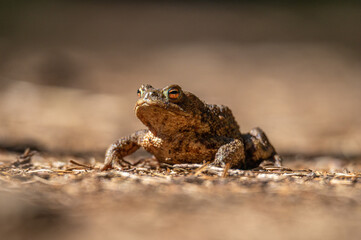 Kröte / Frosch im Schwarzwald