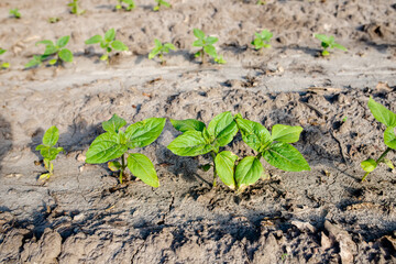 Sunflower sprouts growing out from soil on a farmy organic field. Industrial cultivation of sunflowers in warm regions for oil production, poultry feed. Top view