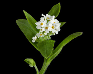 White flowers of Forget-me-not (Myosotis arvensis), isolated on black background