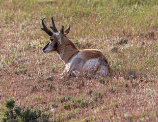 antelope resting in the field