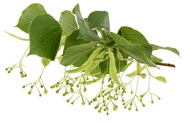 Green leaves and fruits of linden, isolated on white background