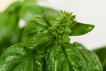 Green Basil plant with flower buds close-up 