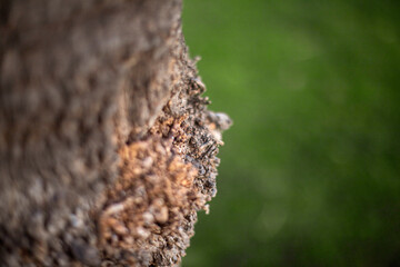 Photography of detail of the texture of a trunk
