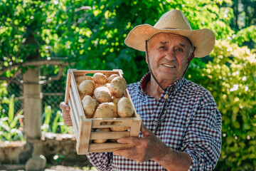 senior with box of potatoes from the harvest of the orchard