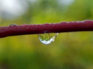drops of dew on a grass